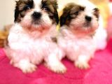 Shih Tzu Bebeğim Yuvasını Ariyor