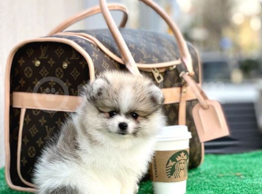 Xxs Pomeranian Boo görsel