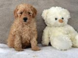 Bebek Yüz Apricot Toy Poodle
