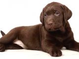 En İyi̇ Görsele Sahi̇p Çi̇kolata Labrador