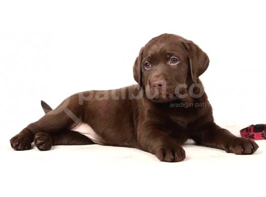 En İyi̇ Görsele Sahi̇p Çi̇kolata Labrador görsel