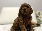Red Di̇şi̇ Erkek Toy Poodle Oyuncak Bebekler