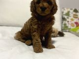 Red Di̇şi̇ Erkek Toy Poodle Oyuncak Bebekler