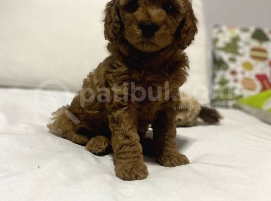 Red Di̇şi̇ Erkek Toy Poodle Oyuncak Bebekler görsel