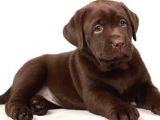 En İyi̇ Görsele Sahi̇p Çi̇kolata Labrador