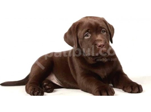 En İyi̇ Görsele Sahi̇p Çi̇kolata Labrador