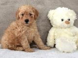Bebek Yüz Apricot Toy Poodle