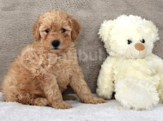 Bebek Yüz Apricot Toy Poodle görsel
