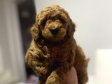 A Kali̇te Red Poodle Bebekler