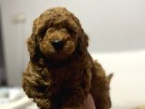 A Kali̇te Red Poodle Bebekler