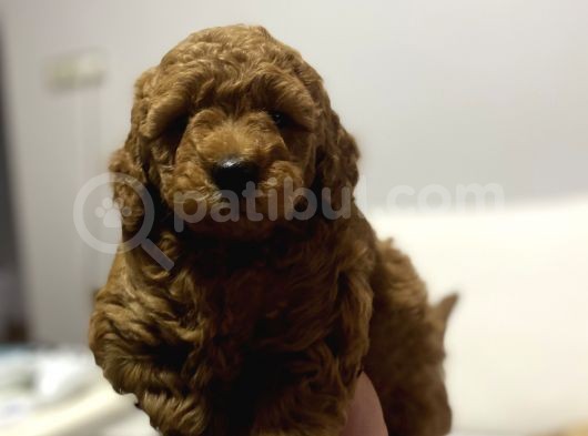 A Kali̇te Red Poodle Bebekler