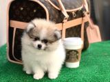 Xxs Pomeranian Boo