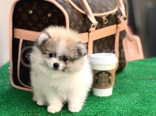 Xxs Pomeranian Boo