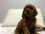 Red Di̇şi̇ Erkek Toy Poodle Oyuncak Bebekler