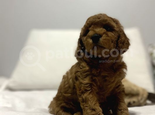 Red Di̇şi̇ Erkek Toy Poodle Oyuncak Bebekler