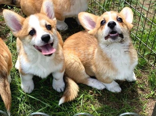 Türki̇yede Tek Welsh Corgi̇ Bebekler görsel