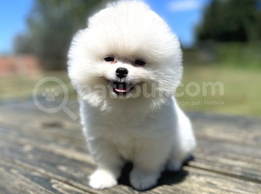 Muhtesem Ayi Surat Pomeranian Boo Yavrularimiz
