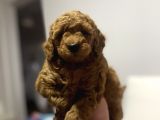 A Kali̇te Red Poodle Bebekler