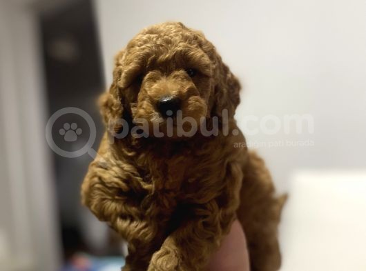 A Kali̇te Red Poodle Bebekler görsel