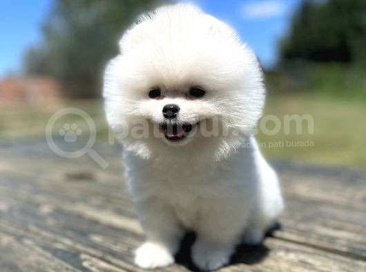 Muhtesem Ayi Surat Pomeranian Boo Yavrularimiz görsel