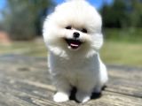 Muhtesem Ayi Surat Pomeranian Boo Yavrularimiz