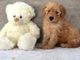 Bebek Yüz Apricot Toy Poodle