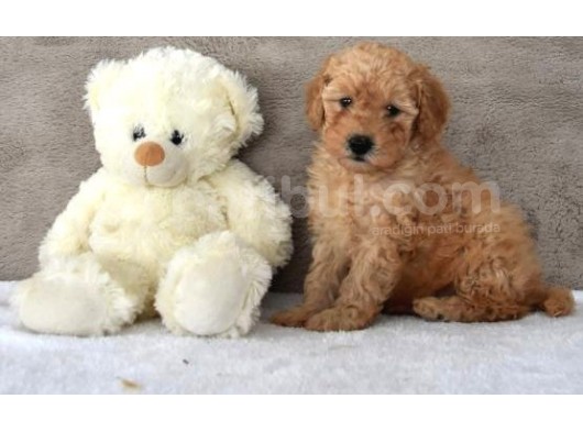 Bebek Yüz Apricot Toy Poodle görsel