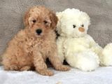 Bebek Yüz Apricot Toy Poodle