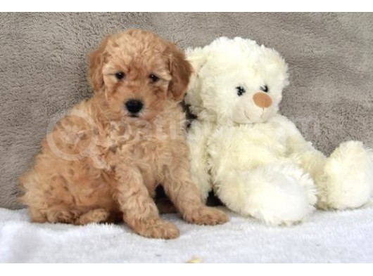 Bebek Yüz Apricot Toy Poodle görsel