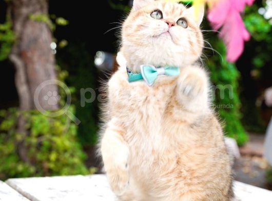 Birbirinden Güzel  Efsane British Shorthair görsel