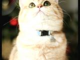 Birbirinden Güzel  Efsane British Shorthair