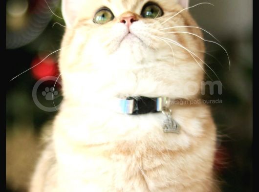 Birbirinden Güzel  Efsane British Shorthair görsel