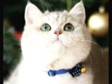 Birbirinden güzel  efsane British Shorthair