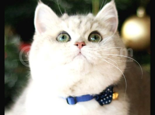 Birbirinden Güzel  Efsane British Shorthair
