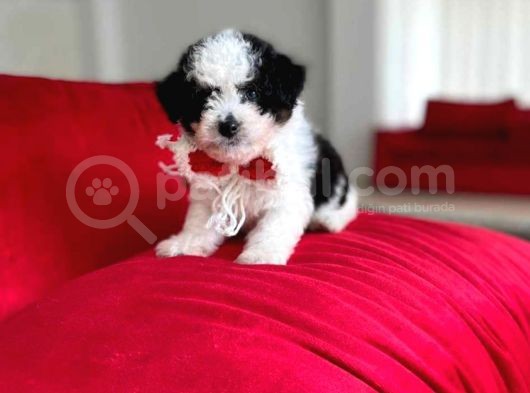 Havanesse Terri̇er Cinsi