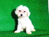Maltesse Terri̇er Ci̇nsleri̇