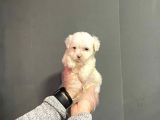 Maltipoo Cinsi