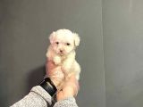 Maltipoo Cinsi