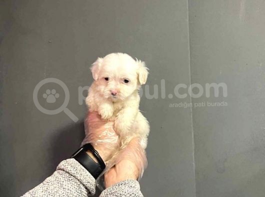 Maltipoo Cinsi görsel
