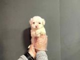 Maltipoo Cinsi