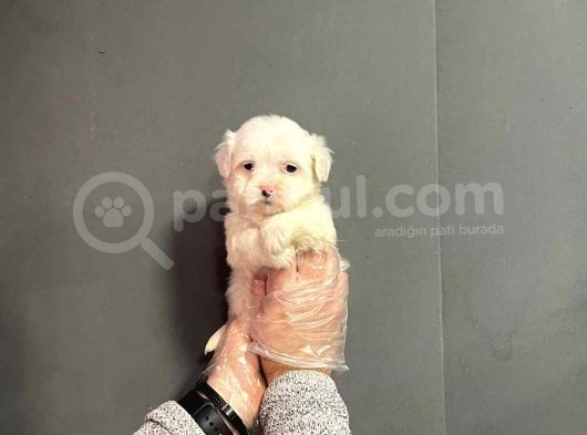 Maltipoo Cinsi görsel
