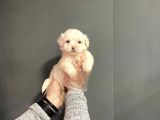 Maltipoo Cinsi