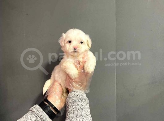 Maltipoo Cinsi görsel