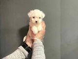 Maltipoo Cinsi