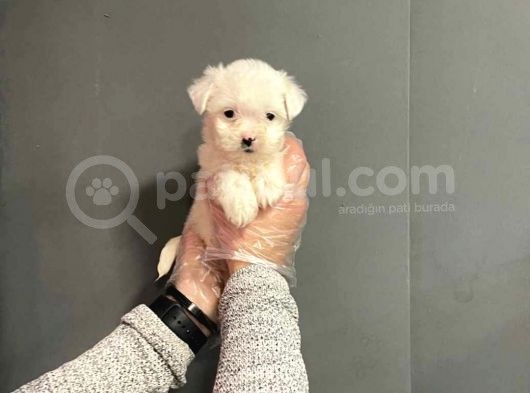 Maltipoo Cinsi görsel