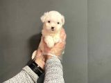 Maltipoo Cinsi