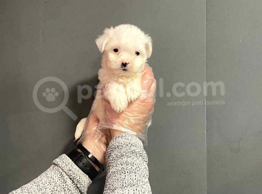 Maltipoo Cinsi görsel