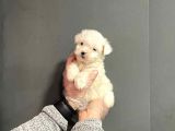 Maltipoo Cinsi