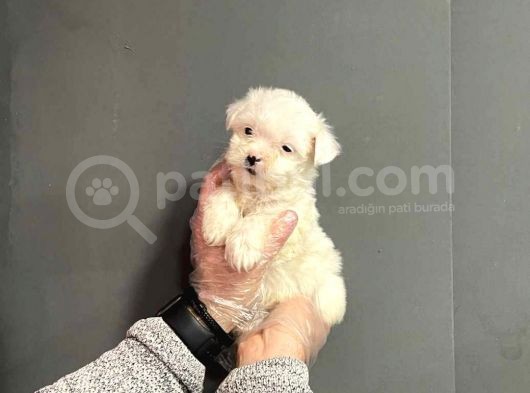 Maltipoo Cinsi görsel