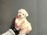 Maltipoo Cinsi